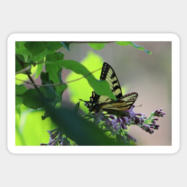 Monarch Butterfly on Lilac Bush Sticker by Judy Geller